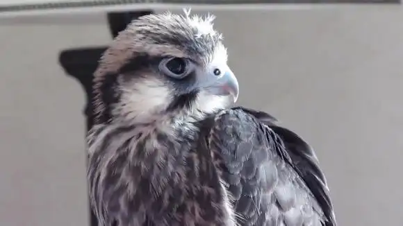 幼鹰的成长,从蹒跚学步到第一次学习飞翔