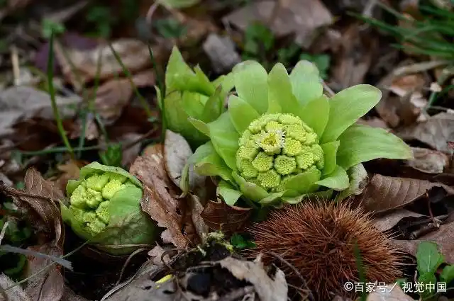 农村这种野草叫「蛇头草」,却长得一点都不像蛇的脑壳