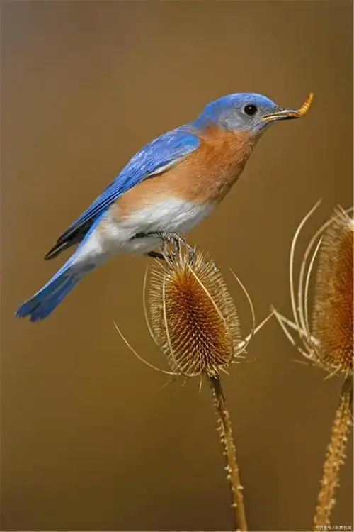 蓝色知更鸟,象征最美好的爱情