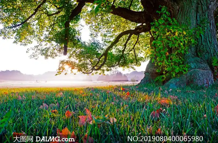 清晨大树下的绿色草丛摄影图片