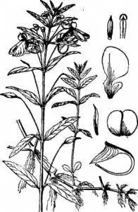 凤仙花的花简笔画