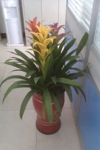 "三星高照"花,叶子慢慢发黑怎么办?