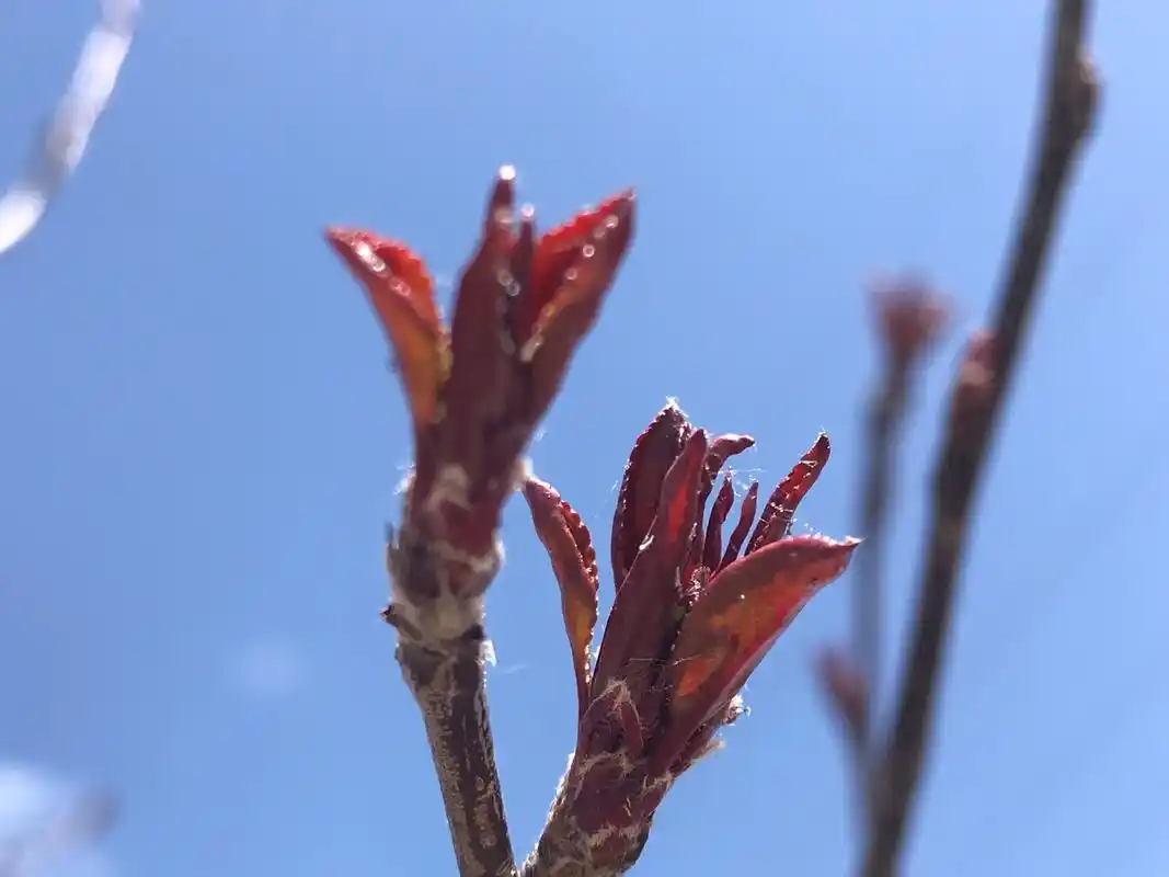 【原创】春芽.春风拂面柳枝头, 涓 - 抖音