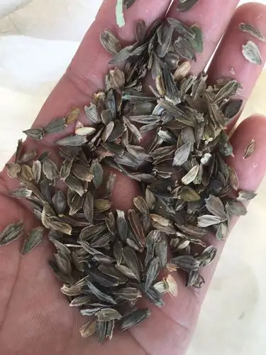 【给利伴】免费领淘宝网四季播大花百日草种子 百日菊花籽 别墅庭院