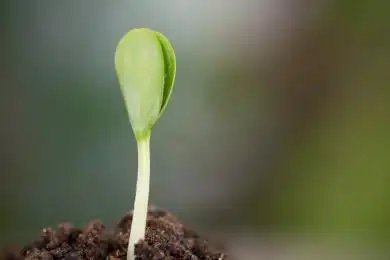 春天破土而出的绿色嫩芽特写镜头