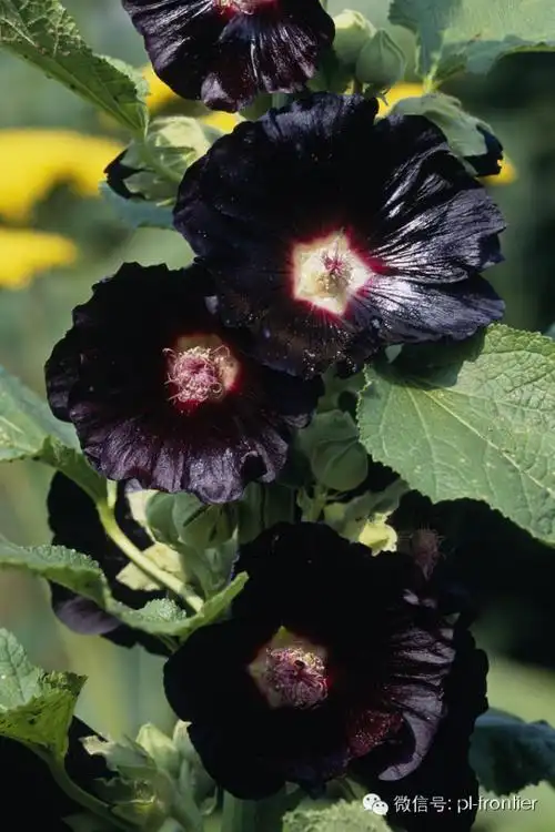 植识低调的黑色植物也有艳丽的一面
