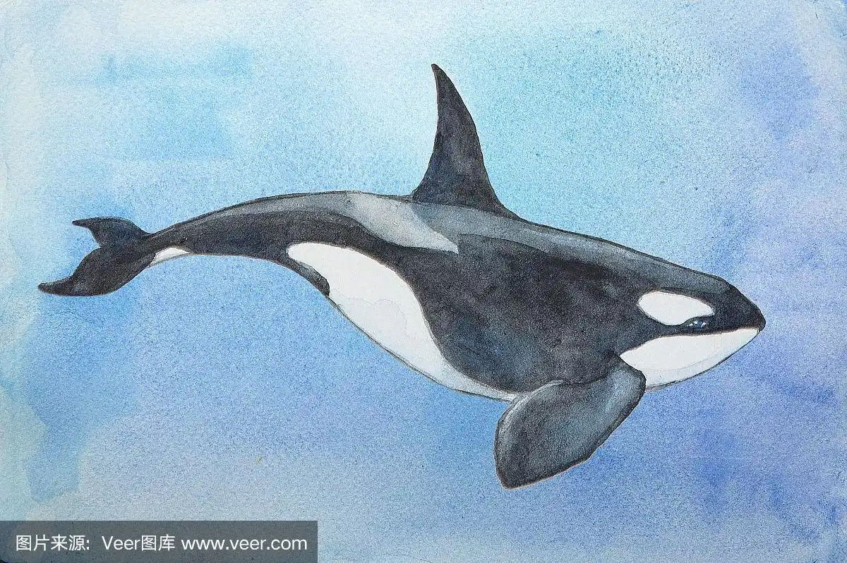 水彩虎鲸