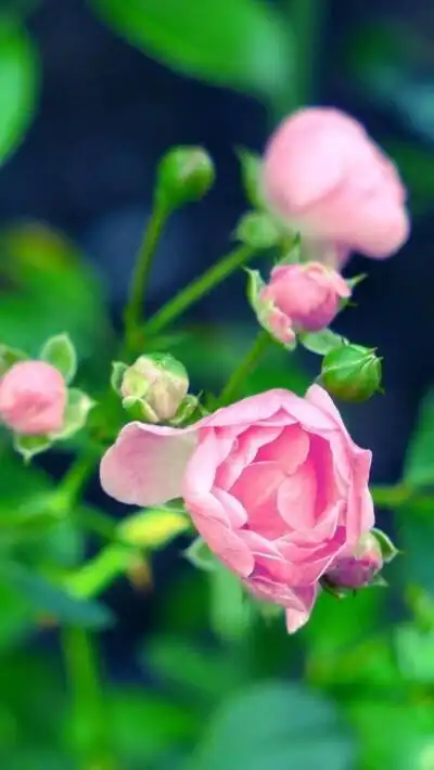 鲜花 清新 摄影 田园 绿色 自然 淡雅 风景名胜 壁纸 素材 锁屏 屏保