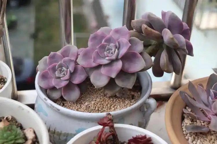 紫乐——多肉植物中的宝石 在众多的多肉植物中,紫乐以其独特的魅力