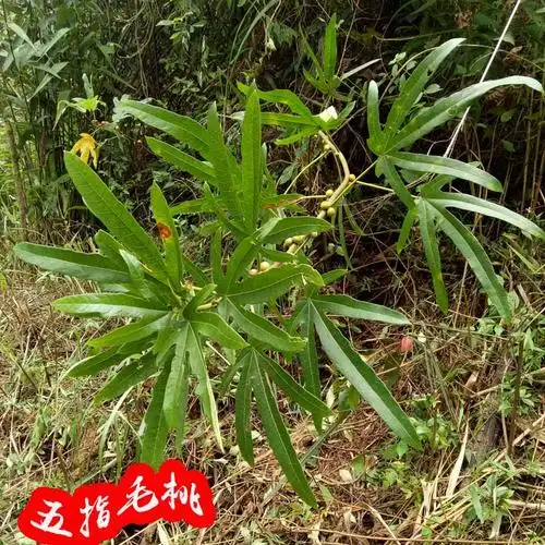5件包邮正品野生中草药材裸花紫珠 贼佬药 火贼叶 老贼骨 捍风散