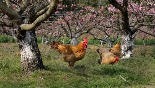 《农家的鸡鸭鹅》严焕文摄/文.20220.3.6.