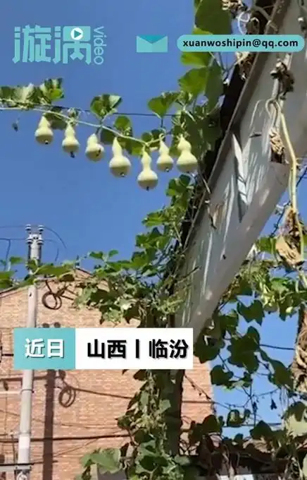 现实版的葫芦娃!一根藤长出七个葫芦,网友:快瞅瞅你家有蛇吗
