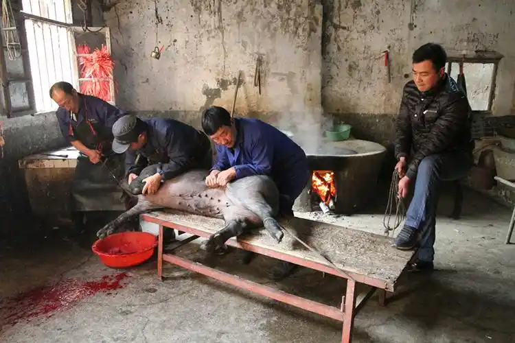 杀年猪纯图片版