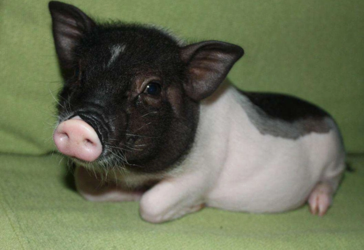 在小香猪生病之后,需要掌握的紧急处理方法,新手一定要看