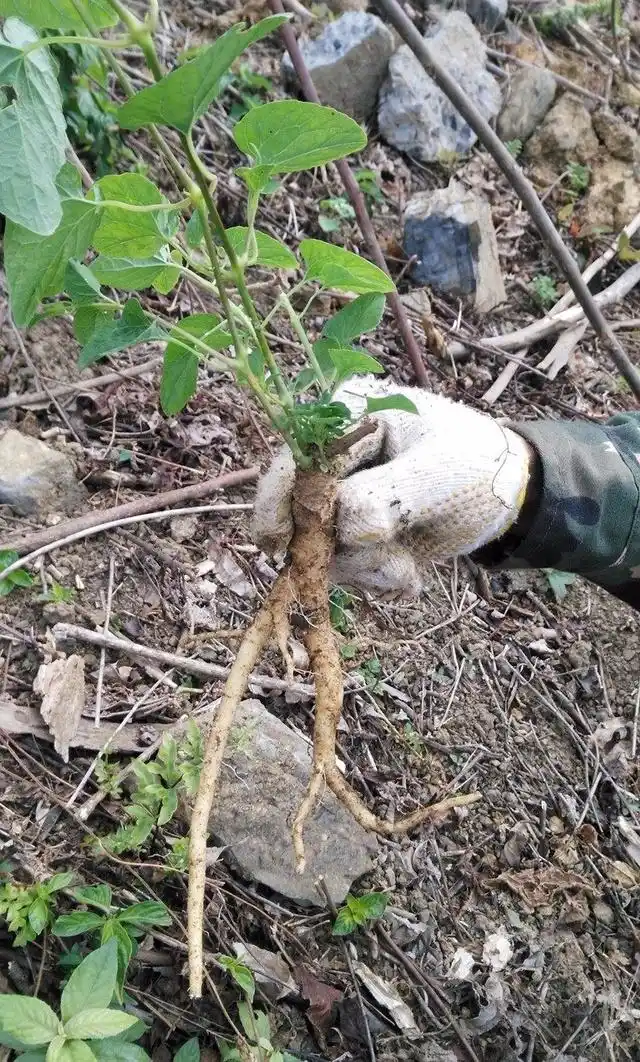 挖到一条比较大的野参,这次在山上挖到的野参,满满的收获.