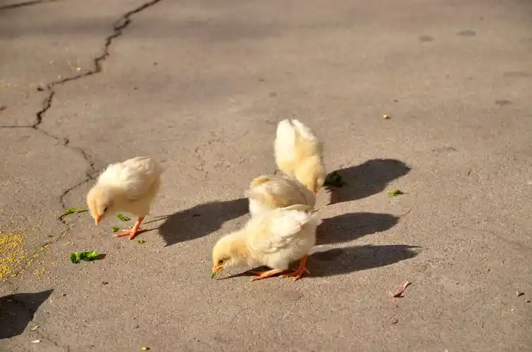 雏鸡觅食