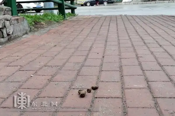 今天你遛狗拴绳了吗?记者街头走访:拴的多但清粪便的少