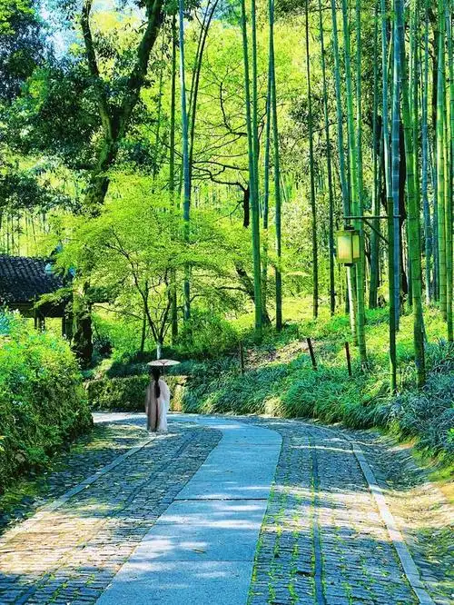 杭州云栖竹径