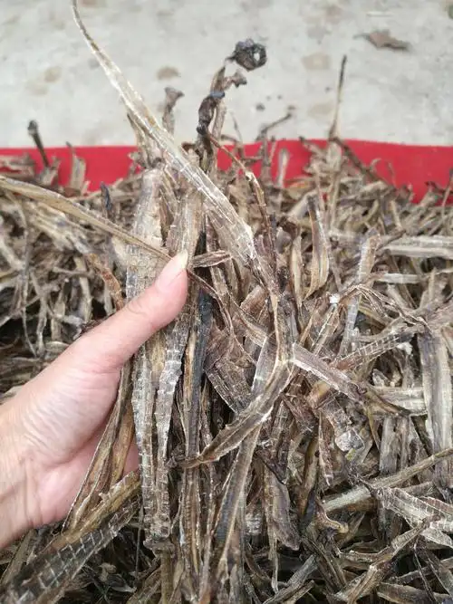 土地龙 全开无泥湖北地龙