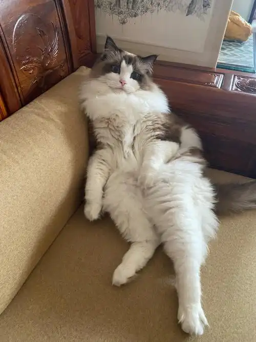 没长多大姿势挺成熟