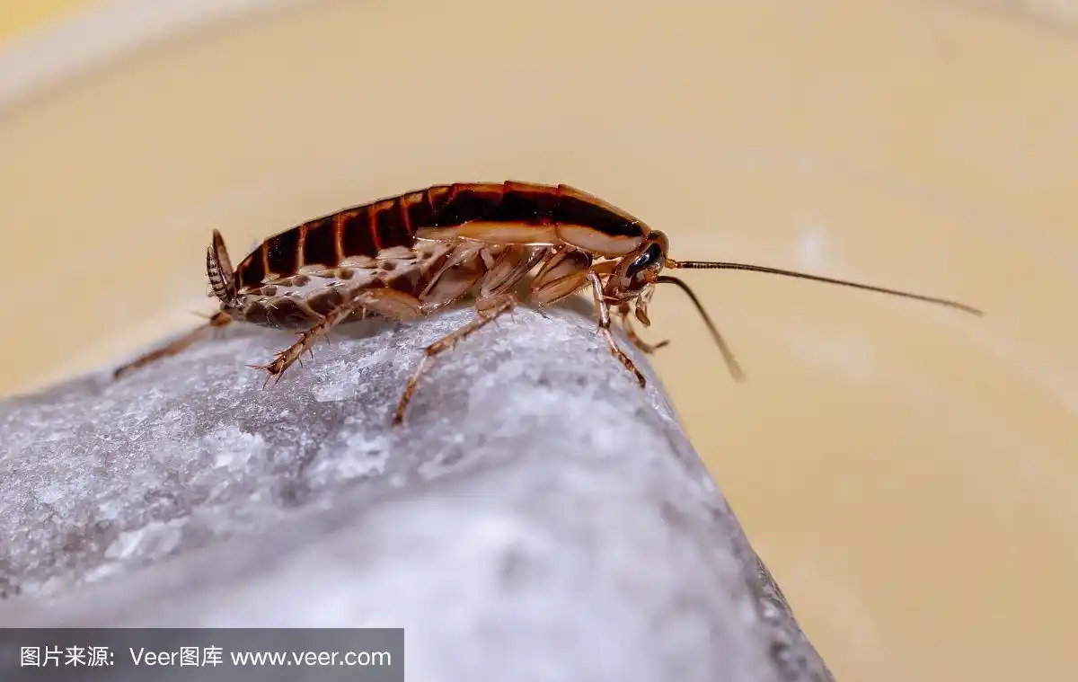 德国蟑螂(德国小蠊)