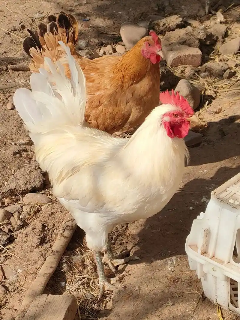 白色大公鸡,看我漂不漂亮!#农村散养土鸡  - 抖音