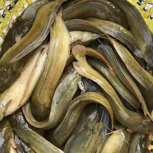 [胡子鲶批发]塘角鱼 土塘鲺价格8.5元/斤 - 惠农网