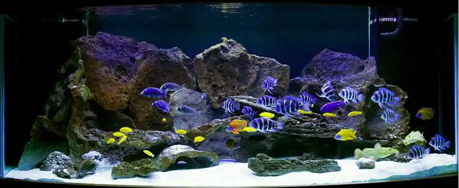 三湖鱼缸的造景(原创)——暨三湖鱼缸布景专栏 - 第5页 - 三湖慈鲷