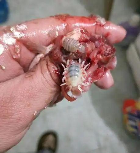 鱼虱可以煮熟了吃,也可以炸熟了吃,比鱼肉的味道要好.