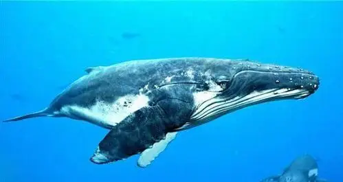 世界上最大的鲸鱼蓝鲸体长33米睾丸重达90斤