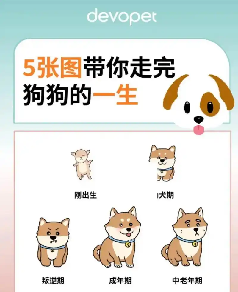 狗狗的一生五张图.