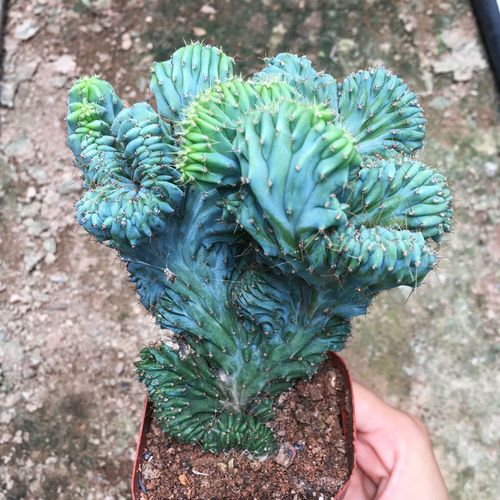 变异仙人掌龙神木缀化多肉植物仙人球室内沙漠造景创意趣味小盆栽