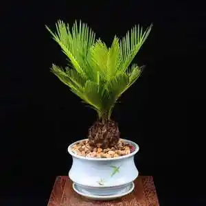 子母铁树花盆室内高档白鳞盆景大庭院老桩三颗专用土羊角盆栽台湾