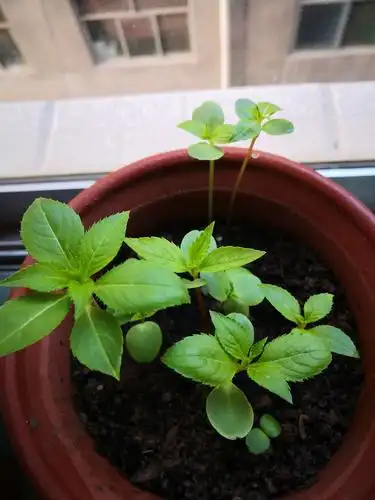 4月13日   凤仙花的茎,叶子迅速长高长大尤其边上的这棵长的最快最