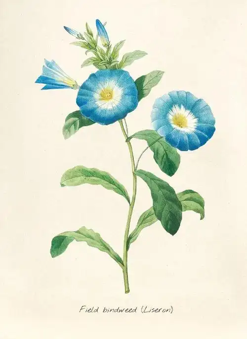 蓝色系水彩花卉pierrejosephredouté