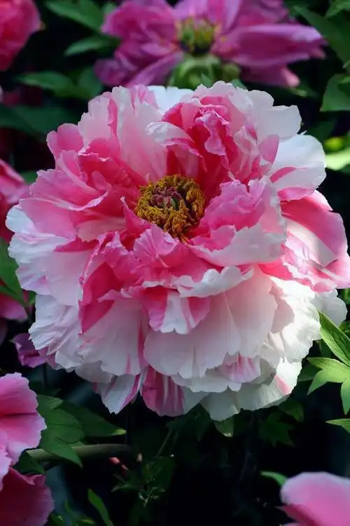 《国花牡丹》十大颜色精选系列之《收藏篇》!