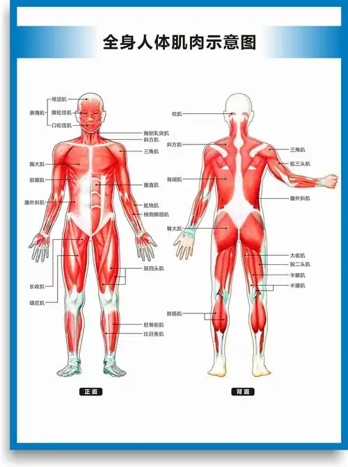 全身肌肉简图 防水防晒背胶 32寸(60x80厘米)【图片 价格 品牌 报价】