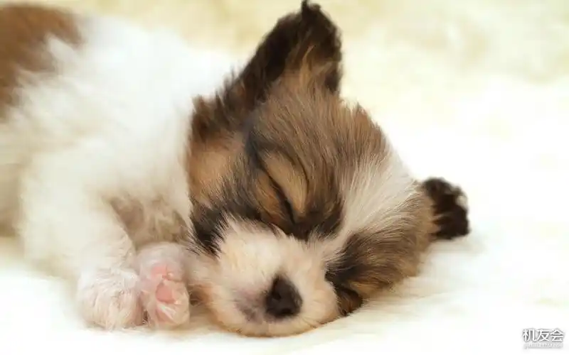 可爱动物桌面壁纸 1920x1080 【10p】