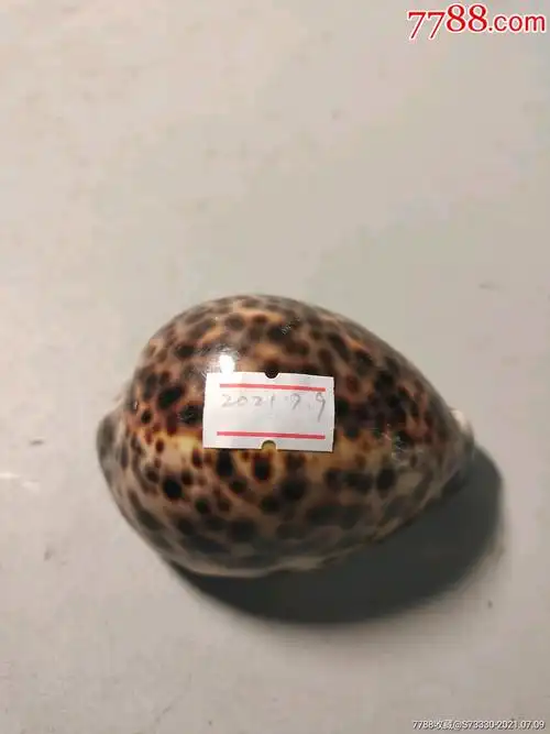 早期,天然斑点彩海螺一只