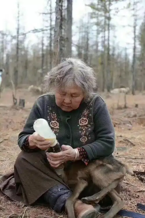 中国使鹿鄂温克族最后一位萨满的女儿芭拉杰依逝世愿老人一路走好