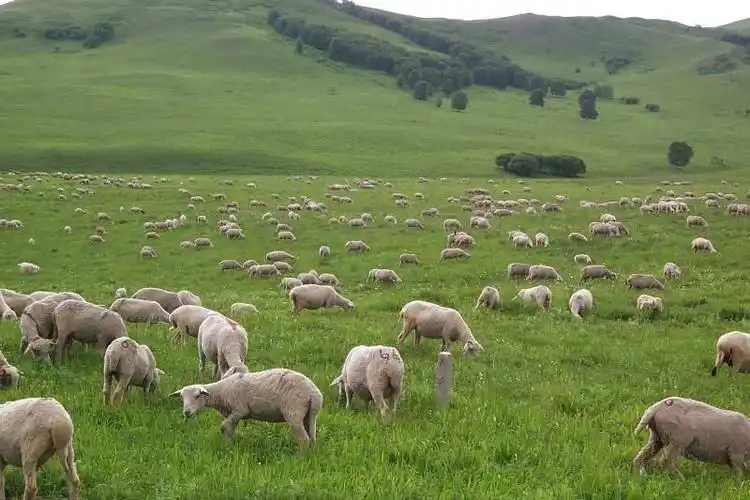 内蒙草原羊全国直发