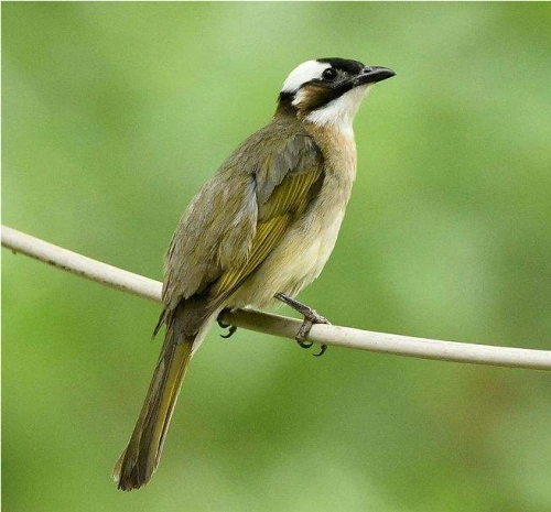 白头的小小的是什么鸟