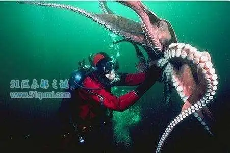 印尼章鱼人外形酷似人形传闻竟是真的