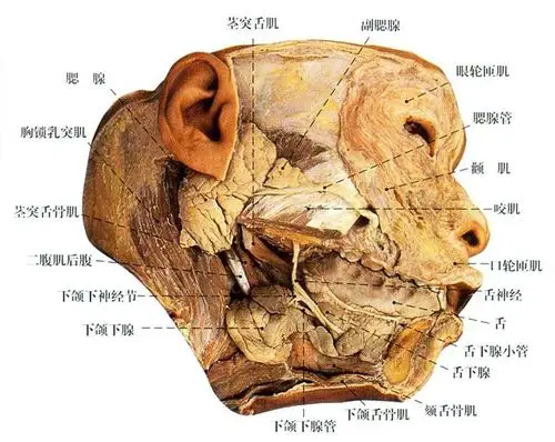 小唾液腺包括唇腺,颊腺等.大唾液腺包括腮腺,下颌下腺和舌