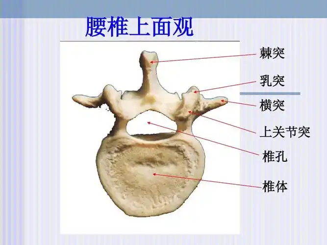 腰椎上面观 棘突 乳突 横突 上关节突 椎孔 椎体
