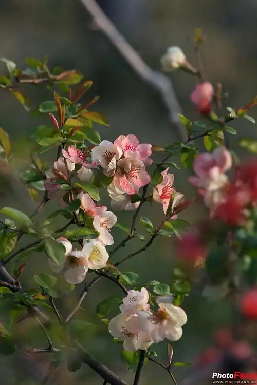木瓜海棠垂丝海棠西府海棠20173