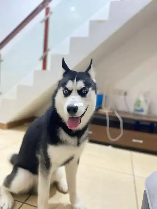 我的哈士奇快九个月啦