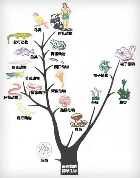 展开全部 人类是由哺乳动物中的原始灵长类动物进化来的.