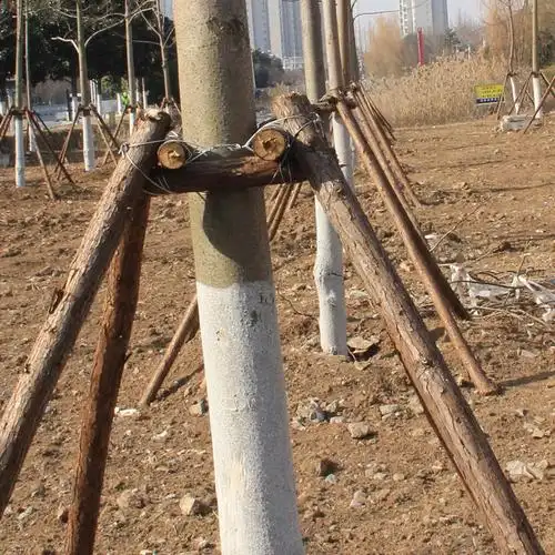 支撑树木撑杆固定苗木园林绿化杉木杨木松木工程其它园艺用品