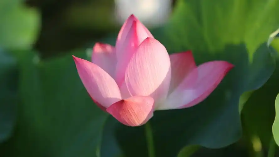 电脑壁纸 节日 节日合集 夏至荷花盛开